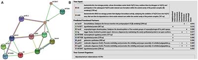 Role of Bacterioferritin & Ferritin in M. tuberculosis Pathogenesis and Drug Resistance: A Future Perspective by Interactomic Approach